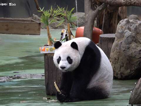 「圓仔」抓著甘蔗吃不停(圖片來源:臺北市立動物園)