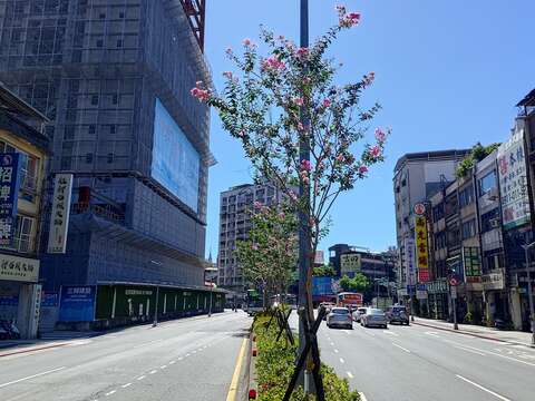 和平西路三段中央分隔島上紫薇漸開,增添道路鮮明色彩(圖片來源:臺北市政府工務局公園路燈工程管理處)