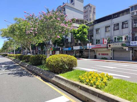 羅斯福路中央分隔島上黃色的雞冠花、杜鵑與紫薇交織,地景立體豐富,展現視覺層次(圖片來源:臺北市政府工務局公園路燈工程管理處)