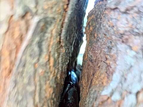 躲藏樹梢中的獨角仙(圖片來源:臺北市政府環境保護局廢棄物處理場)