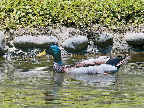 P20-23 漫遊-2-沿著南港公園湖畔漫遊,可見綠頭鴨悠遊的身影。
