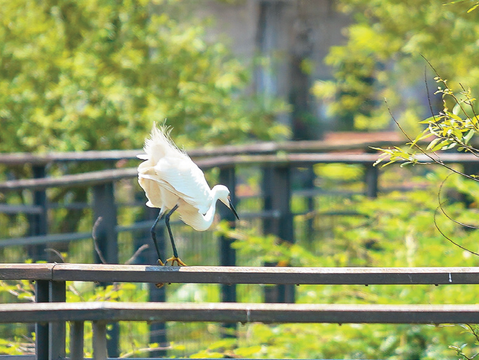 P20-23 漫遊-5-沿著新新公園的水上棧道漫步,可近距離觀察水鳥。