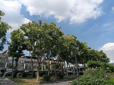 從小白宮方向望向前方，就可以看到一排的光臘樹。(圖片來源：臺北市政府工務局公園路燈工程管理處)