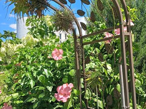 扶桑花又名朱槿，是典型熱帶花卉。(圖片來源：臺北市政府工務局公園路燈工程管理處)