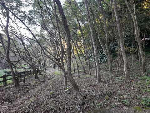 豹山溪步道最後一段栽種大量光蠟樹(圖片來源:臺北市政府工務局大地工程處)
