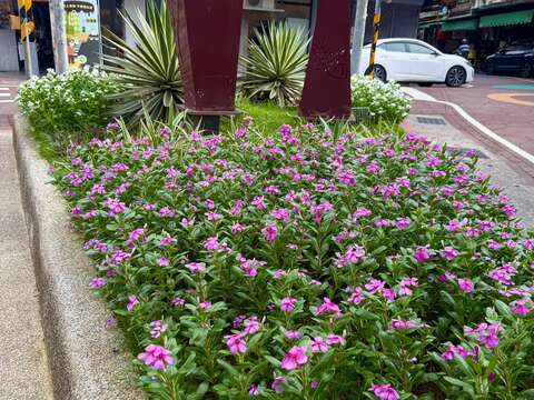 延平北路三段花臺，龍舌蘭襯立於日日春後方，增添立體感與造型特色。(圖片來源：臺北市政府工務局公園路燈工程管理處)