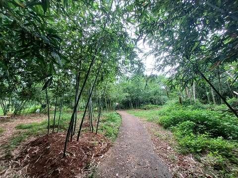 綠竹筍農地。(圖片來源：臺北市政府工務局大地工程處)