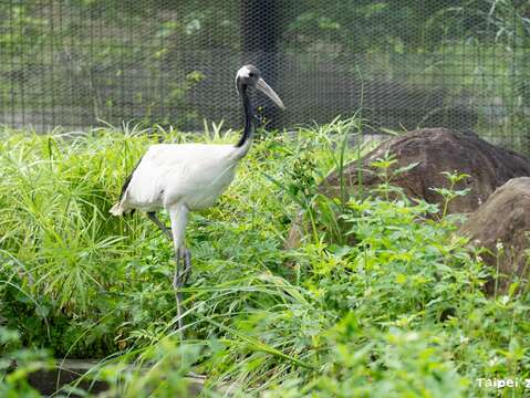 台北動物園で夏の清涼体験