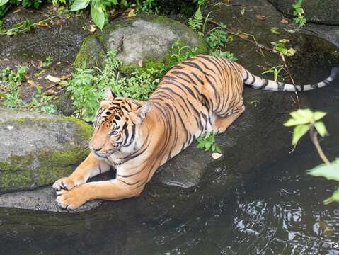 台北動物園で夏の清涼体験