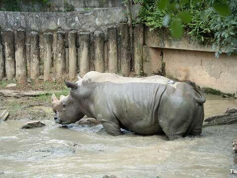 台北動物園で夏の清涼体験