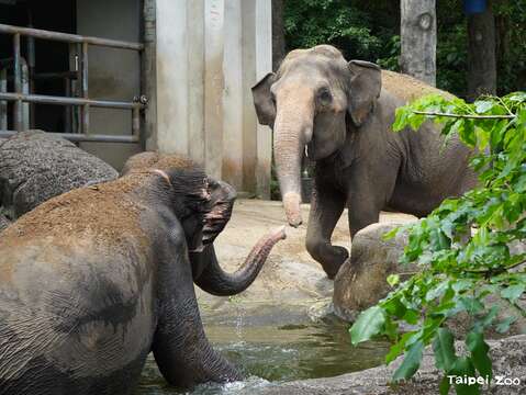 台北動物園で夏の清涼体験