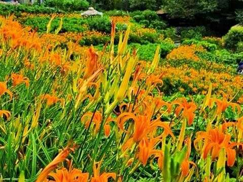 曹家花田香鋪滿山坡(圖片來源：臺北市政府產業發展局)
