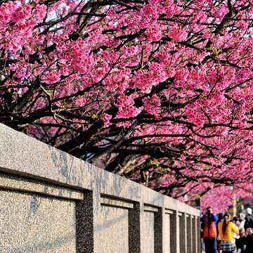 平菁街上的櫻花，隨春風綻放。（圖／達志影像提供）