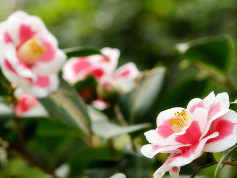 為收集茶花品種而成立的花卉試驗中心，是欣賞豔麗茶花的最佳選擇。（圖／公園處花卉試驗中心提供）