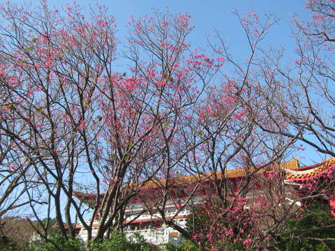 臺北市北投區大屯里吳氏宗祠山櫻開花現況