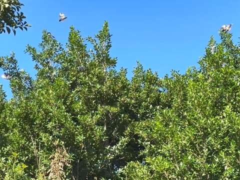 茄苳的果實吸引八哥、白頭翁、綠繡眼等鳥類飛來啄食(榮星志工施麗進拍攝)。(圖片來源：臺北市政府工務局公園路燈工程管理處)