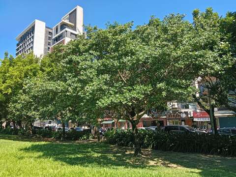 流蘇樹形茂密,葉子表面呈有光澤的綠色,是優良的庭園觀賞植物。(圖片來源：臺北市政府工務局公園路燈工程管理處)