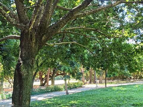 流蘇灰褐色的光滑枝幹,樹高可達10公尺。(圖片來源：臺北市政府工務局公園路燈工程管理處)