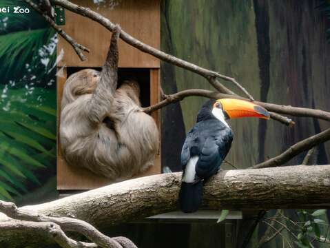 2025年6月動物園不對外開放期間,翻新了大巨嘴鳥的活動場,安排二趾樹獺蘇珊、葉橙與大巨嘴鳥共享空間當室友(圖片來源:臺北市立動物園)