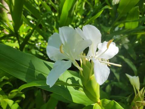 周遭香氣清雅、花形似白蝴蝶的野薑花正靜靜綻放(圖片來源:臺北自來水事業處)