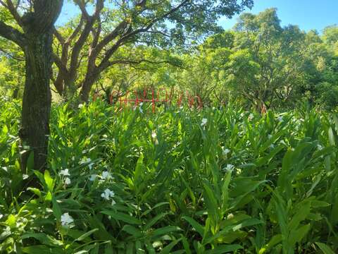 顏色鮮豔的活水飛輪設置於公園的花香與綠意中(圖片來源:臺北自來水事業處)