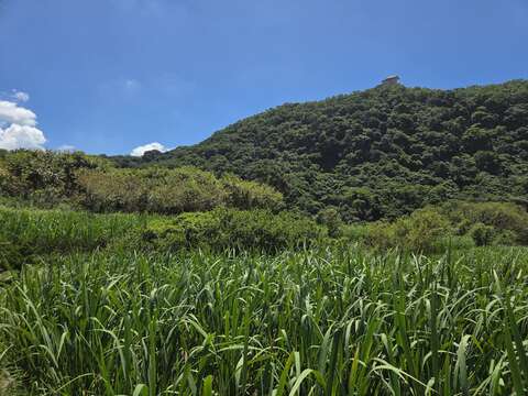 筊白筍田(圖片來源:臺北市政府工務局大地工程處)