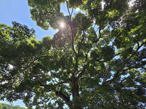楓香姊妹樹(圖片來源:臺北市政府工務局大地工程處)