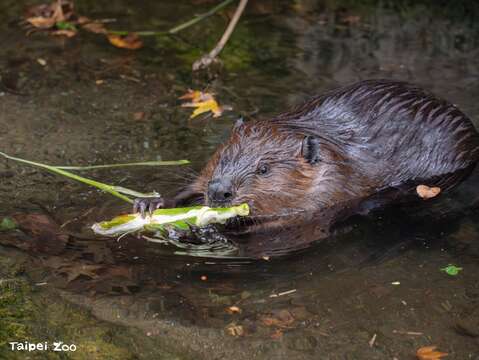 Grandparents’ Day at Taipei Zoo: Learning About the Joy of Aging with the Animals