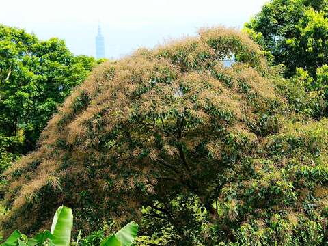 開花的白匏仔。(圖片來源:臺北市政府工務局大地工程處)