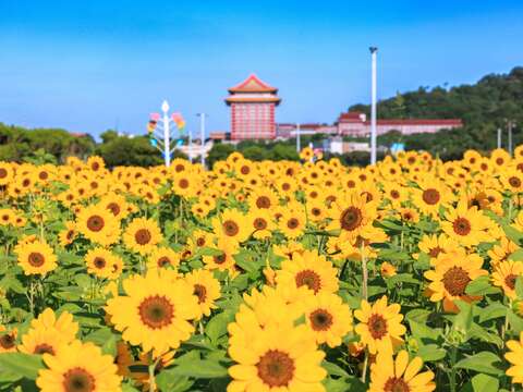 花朵盛開(圖片來源：臺北市政府工務局大地工程處)