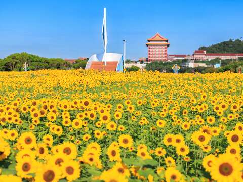 各角度的大佳河濱花海(圖片來源：臺北市政府工務局大地工程處)