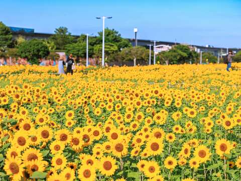 向日葵花海盛開 隨便拍都好看(圖片來源：臺北市政府工務局大地工程處)
