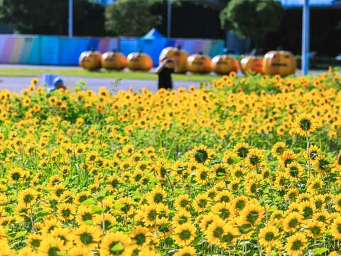 各角度的花海(圖片來源：臺北市政府工務局大地工程處)