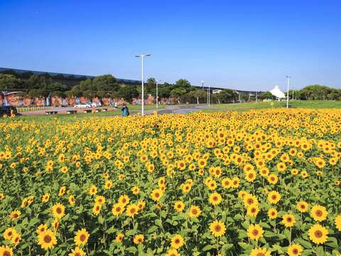 花田往外看大佳河濱景色(圖片來源：臺北市政府工務局大地工程處)