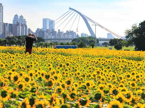 民眾拍攝大佳河濱花海(圖片來源：臺北市政府工務局大地工程處)