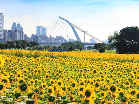各角度的大佳河濱花海(圖片來源：臺北市政府工務局大地工程處)