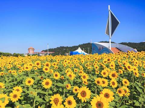 各角度的大佳河濱花海(圖片來源：臺北市政府工務局大地工程處)