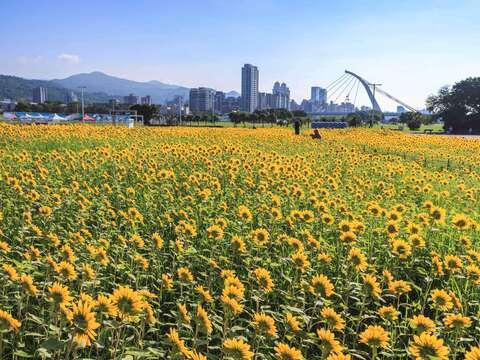 各角度的大佳河濱花海(圖片來源：臺北市政府工務局大地工程處)