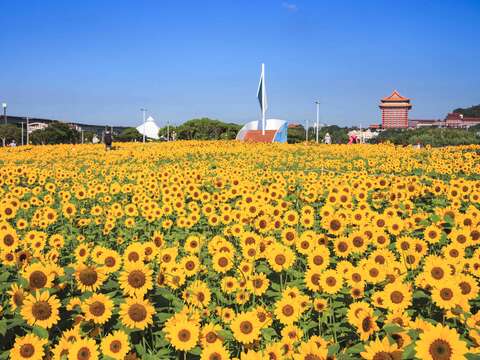 各角度的大佳河濱花海(圖片來源：臺北市政府工務局大地工程處)