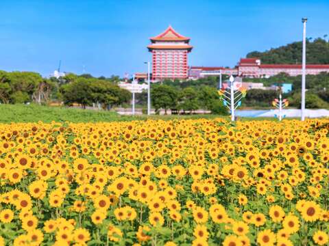 向日葵花海盛開現在正是賞花期(圖片來源：臺北市政府工務局大地工程處)