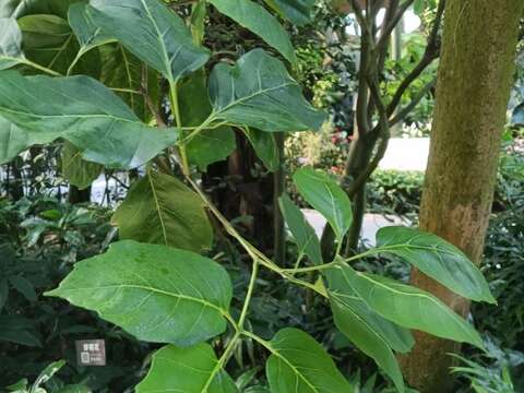 止宮樹的大葉子(圖片來源:臺北市政府工務局公園路燈工程管理處)