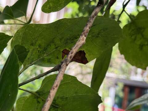 近拍止宮樹的樹枝(圖片來源:臺北市政府工務局公園路燈工程管理處)