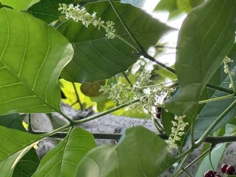 止宮樹近拍(圖片來源:臺北市政府工務局公園路燈工程管理處)
