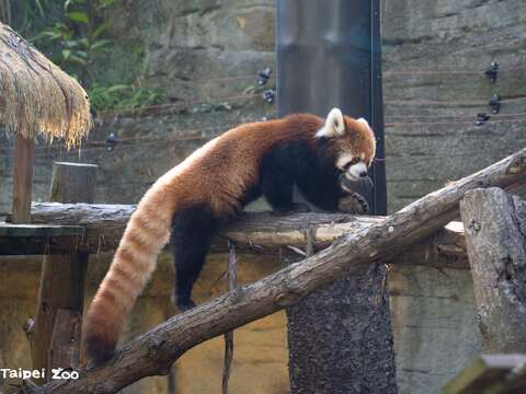 爬樹的小貓熊(圖片來源:臺北市立動物園)
