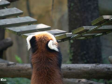 正在攀爬的小貓熊(圖片來源:臺北市立動物園)