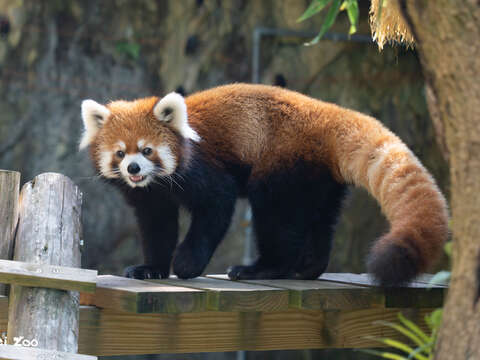 萌萌的小貓熊(圖片來源:臺北市立動物園)