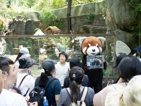 解說員介紹小貓熊(圖片來源:臺北市立動物園)