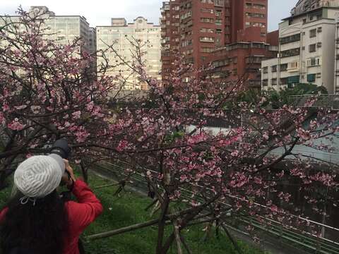圖1、106年樂活公園階梯旁櫻花特別繁盛，民眾前往賞櫻景況