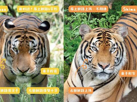 虎 ARE YOU！Arhaa 和 Shima 比一比。（圖片來源：臺北市立動物園）