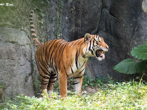 Arhaa 會將尾巴翹高以氣味標記領域。（圖片來源：臺北市立動物園）